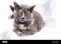 Image result for Mottled Grey Cat