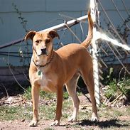 Image result for Brown Long Mustache Dog