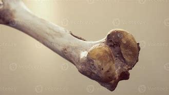 Image result for Animal Leg Bone Identification