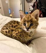 Image result for Silver Serval Cat