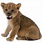 Image result for Male Lion with Cub Zoo