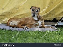 Image result for Galgo Spanish Hunting Dog