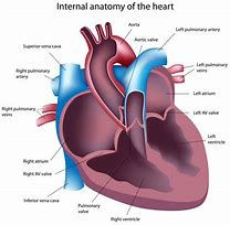 Image result for Left Atrium Anatomy