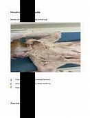 Image result for Cranial Tibial Muscle Dissected Cat