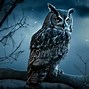 Image result for Owl Night Time