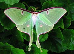 Image result for Pretty Moth Species