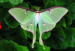 Image result for Moth Gender