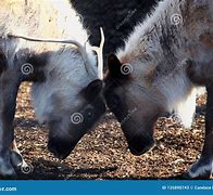 Image result for Reindeer Also Known as Caribou