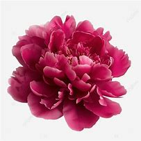 Image result for Dark Peony