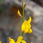 Image result for Shrubs with Yellow Flowers and Brown Leaves