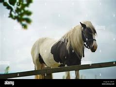 Image result for Horse with Flowers in Mane