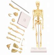 Image result for Human Skeleton Anatomy Kit