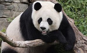 Image result for Panda Excess