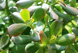 Image result for Money Plant Succulent