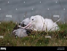 Image result for Fluffy Baby Albatross