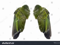 Image result for Kestrel Wings Folded