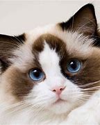 Image result for Top 10 Best Cat Breeds