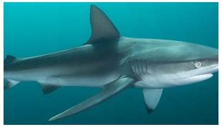 Image result for Dusky Shark