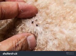 Image result for Mites On Dogs Back