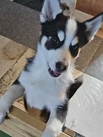 Image result for Pomsky Husky Puppies