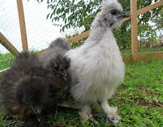 Image result for Cute Silkie Chickens