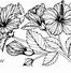 Image result for Hand Drawn Daisy Flower