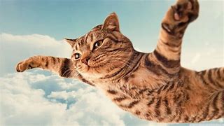 Image result for Funny Cartoon Cat Screensavers