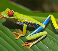 Image result for Real Frog