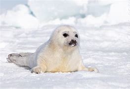 Image result for Fat Harp Seal Pup