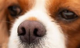 Image result for Dog Nose Dry