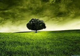 Image result for Cool Tree Wallpapers