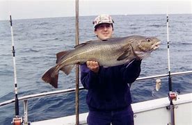 Image result for Atlantic Catfish