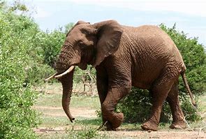 Image result for Star The Elephant