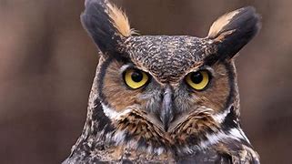 Image result for Proud Owl