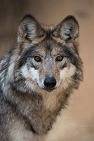 Image result for Lobo Calupoh