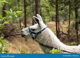 Image result for Llama Pasture