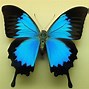 Image result for Amazing Butterflies