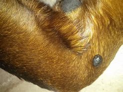 Image result for Pet Mole