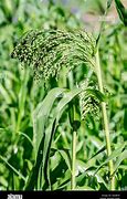 Image result for Millet Plant