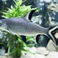 Image result for Mini Shark for Fish Tank