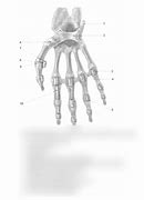 Image result for Manus Region Anatomy