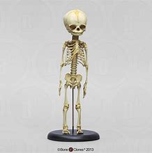 Image result for A Human Skeleton