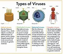 Image result for Different Kinds of Viruses