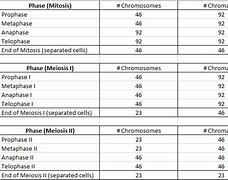 Image result for Mitosis Chromosomes