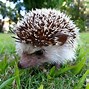 Image result for Hedgehog Living