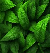 Image result for Green Background Ultra HD