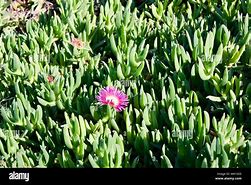 Image result for Rare Pink Succulent