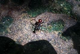 Image result for Big Ant North America Home