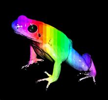 Image result for Rainbow Frog