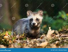 Image result for Baby Raccoon Dog